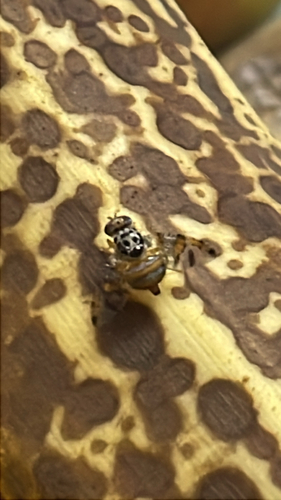 Mediterranean Fruit Fly