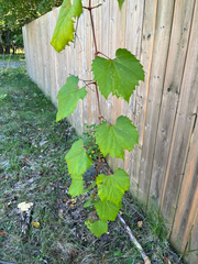 Vitis riparia, photograph (c) Frédérique, some rights reserved (CC BY)