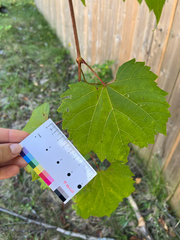Vitis riparia, photograph (c) Frédérique, some rights reserved (CC BY)
