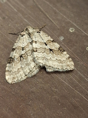 Autumnal Moth