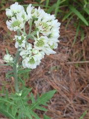 Hymenopappus