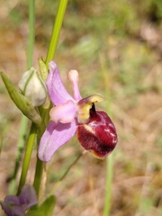 Ophrys sphegodes aveyronensis