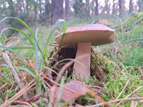 King Bolete
