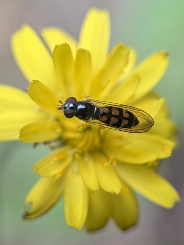 Variable Duskyface Fly