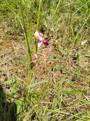 Ophrys sphegodes aveyronensis