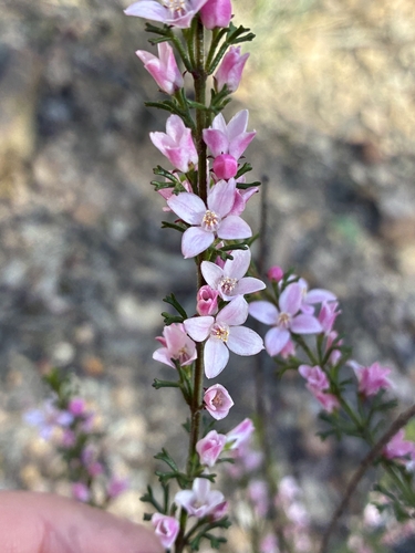 Cyanothamnus anemonifolius