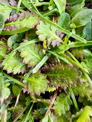 Leptinella dioica, photograph (c) Tom Beard, some rights reserved (CC BY)