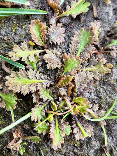 Leptinella dioica, photograph 2