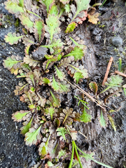 Leptinella dioica, photograph (c) Tom Beard, some rights reserved (CC BY)