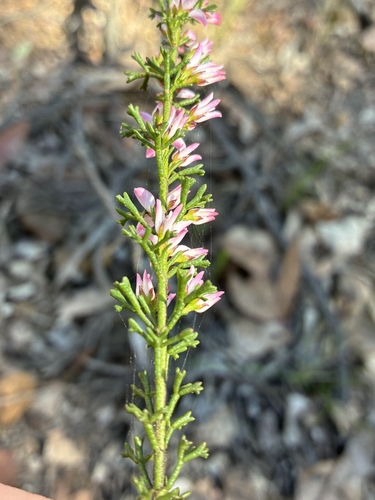 Cyanothamnus anemonifolius, photograph 1