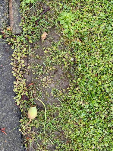 Leptinella dioica, photograph 5