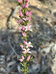 Cyanothamnus anemonifolius, photograph Eamonn Culhane, CC BY, iNaturalist via GBIF