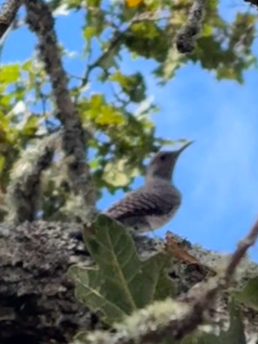 Northern Flicker