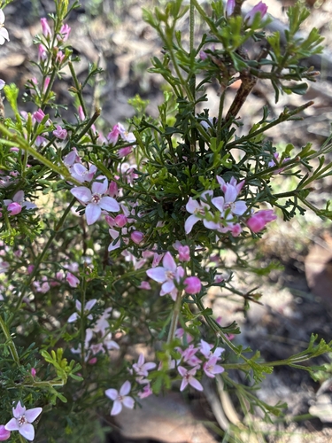 Cyanothamnus anemonifolius, photograph 3
