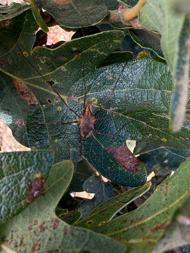 European Harvestman