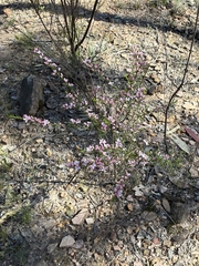 Cyanothamnus anemonifolius, photograph Eamonn Culhane, CC BY, iNaturalist via GBIF