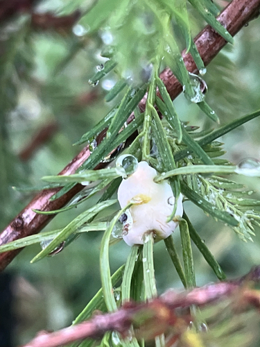 Cypress Twig Gall Midge