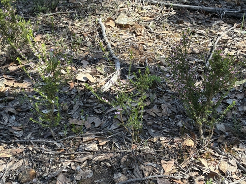 Cyanothamnus anemonifolius, photograph 5