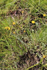 Helichrysum epapposum