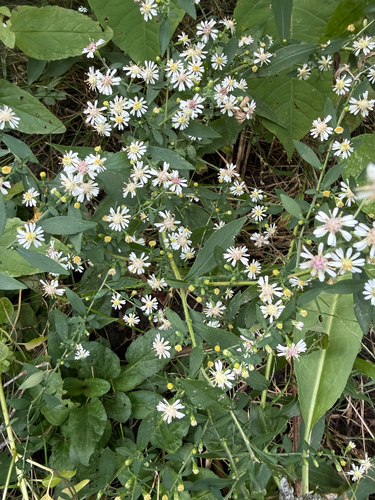 calico aster