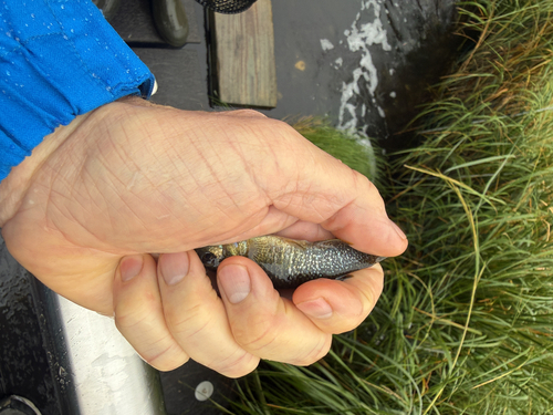 Southern Mummichog