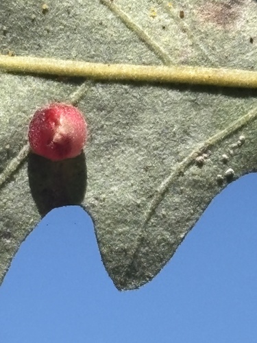 Red Cone Gall Wasp