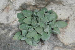 Campanula elatinoides