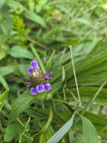 common selfheal