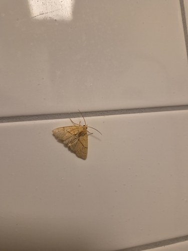 Orange Sallow