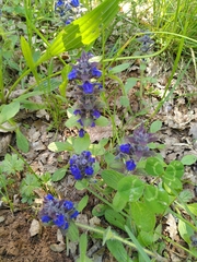 Ajuga genevensis