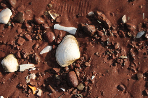 West Atlantic Surfclam
