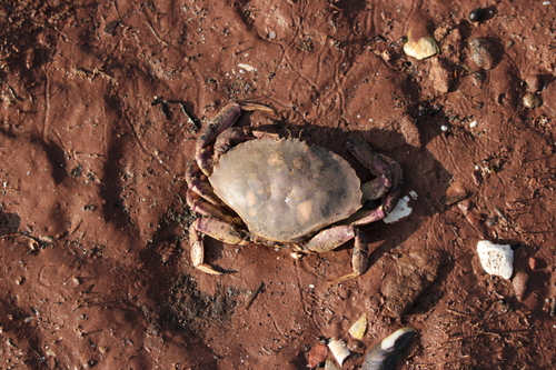 Atlantic Rock Crab