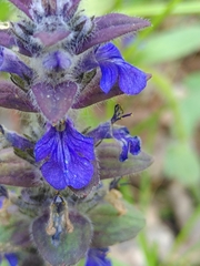 Ajuga genevensis