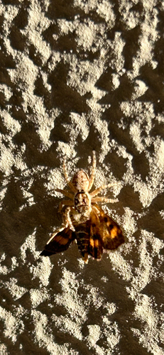 Half-edged Wall Jumping Spider