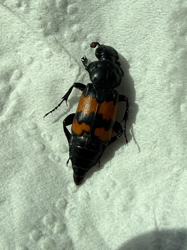 Nicrophorus hybridus