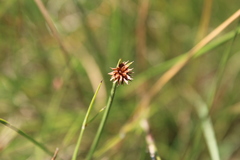 Cyperus ridleyi