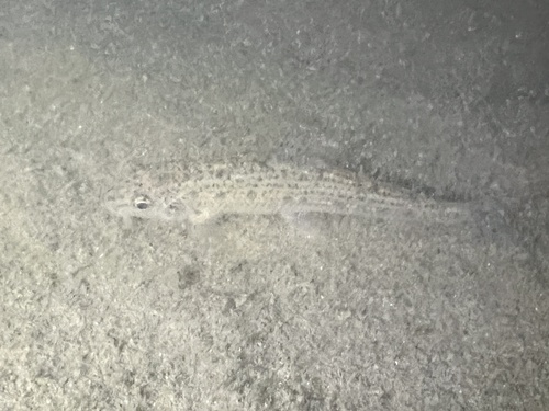 Common Gudgeon