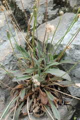 Leontodon tenuiflorus