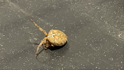 Cross Orbweaver