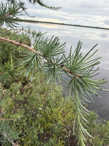 Larix laricina, photograph 6