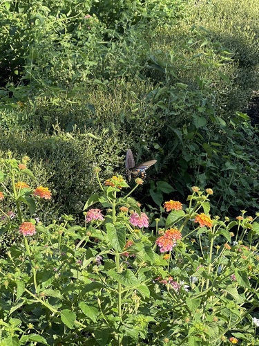 Pipevine Swallowtail