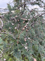 Larix laricina, photograph (c) Matt Berger, some rights reserved (CC BY)