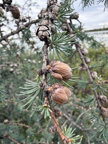 Larix laricina, photograph 4