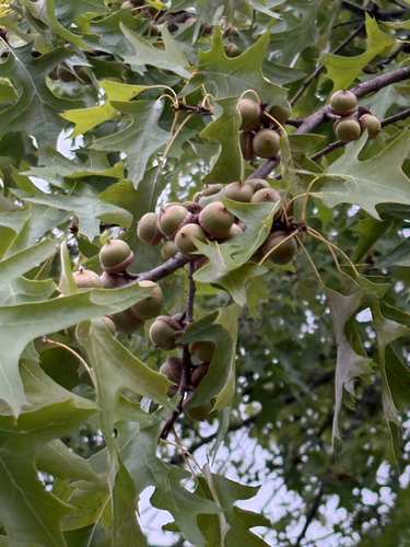 pin oak