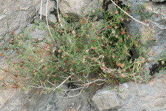 Fumana ericifolia