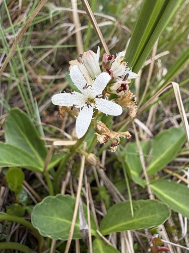 Menyanthes trifoliata, photograph 5