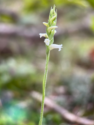yellow nodding ladies' tresses