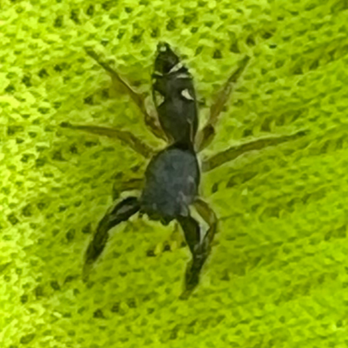 Metacyrba punctata