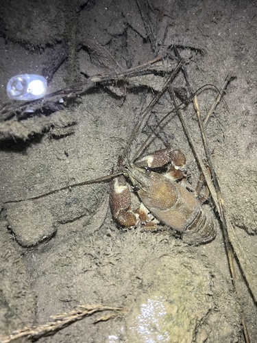 Signal Crayfish