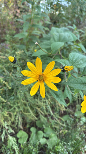 Jerusalem artichoke